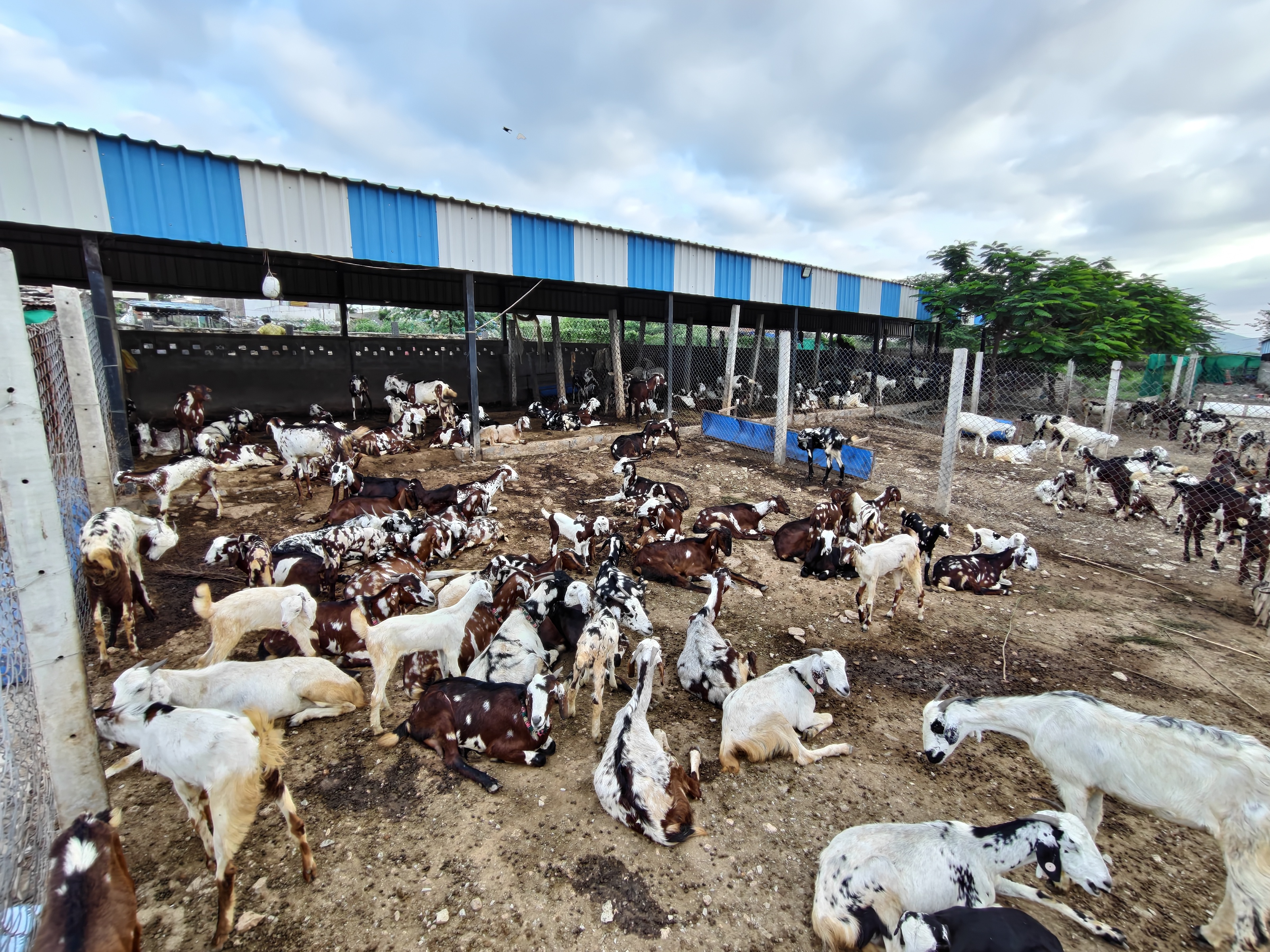 Potlapalli Farms fields