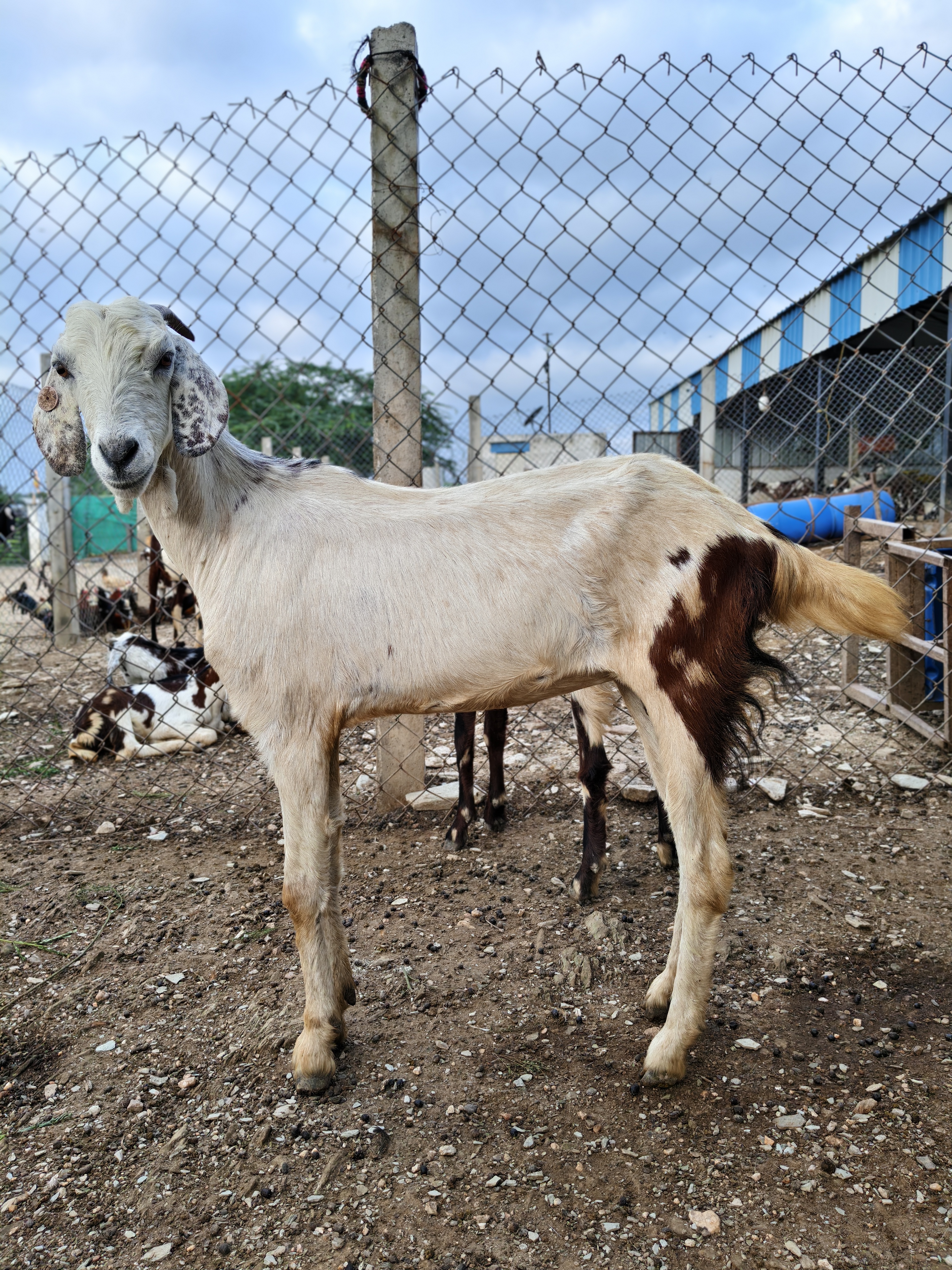 A happy goat at Potlapalli Farm