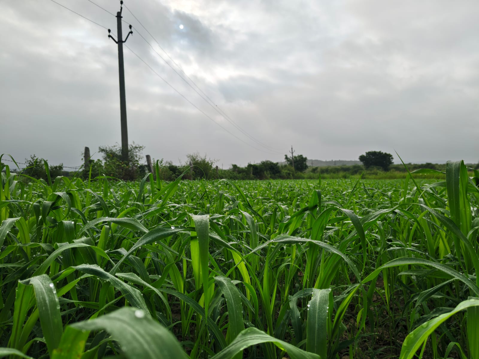 Lush green farm fields